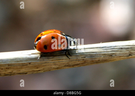 Un'immagine ravvicinata di una coccinella appollaiata su un bastone, che mostra il suo corpo rosso con macchie nere, comunemente vista nei giardini e nelle foreste come un insetto benefico. Foto Stock