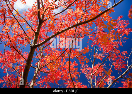 Vivacemente colorato Foglie di autunno contro un cielo blu.