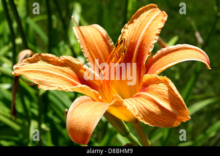 Una foto di scorta con un fiore di giglio arancione in piena fioritura. I vivaci petali sono visualizzati in modo chiaro con una tonalità brillante e vivace e il fiore è centrato su uno sfondo verde fogliame. Foto Stock