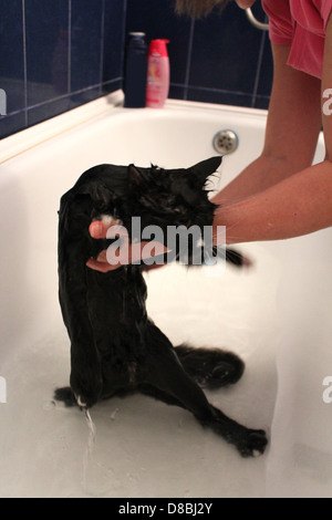 Immagine di lavaggio di un gatto nero in bagno Foto Stock