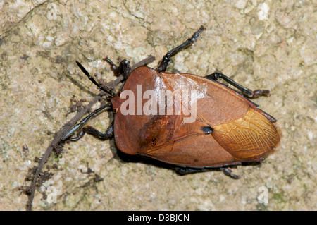 Acqua gigante bug, Lethocerus americanus Foto Stock