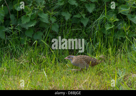 Re di Quaglie, re di quaglie ( Crex crex ) o Landrail (Crex crex) , rintanato lungo il bordo dei pascoli, Iona, Ebridi Interne, può Foto Stock