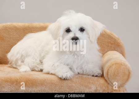 Il Maltese, cucciolo, 14 settimane |Malteser, Welpe, 14 Wochen Foto Stock