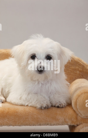 Il Maltese, cucciolo, 14 settimane |Malteser, Welpe, 14 Wochen Foto Stock