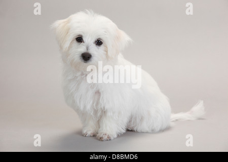 Il Maltese, cucciolo, 14 settimane |Malteser, Welpe, 14 Wochen Foto Stock