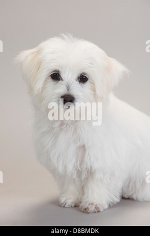 Il Maltese, cucciolo, 14 settimane |Malteser, Welpe, 14 Wochen Foto Stock