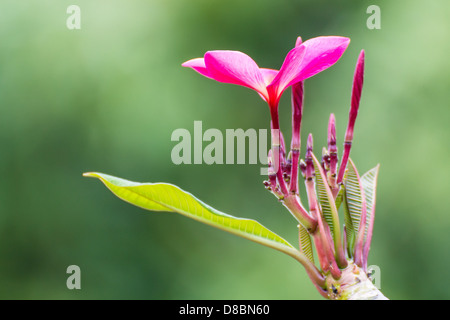 Rosa Frangipani plumeria fiore Spa Foto Stock