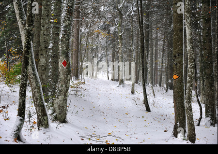 Per le escursioni e il ciclismo segni indicano un sentiero nella foresta di inverno Foto Stock