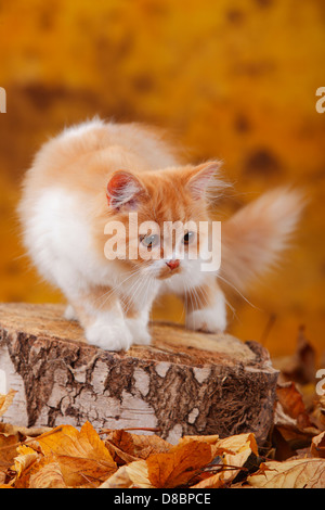 British Longhair Cat, 6 mesi, red-tabby mackarel--bianco / Highlander, Lowlander, Britanica Foto Stock