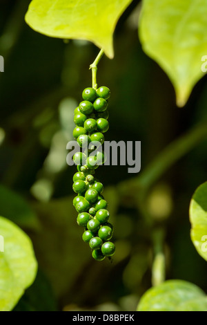 Fresco pepe verde (Piper Nigrum) sulla struttura ad albero Foto Stock