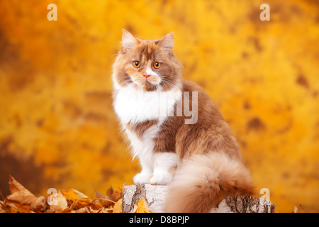 British Longhair Cat, cannella-tortie-bianco / Highlander, Lowlander, Britanica Foto Stock