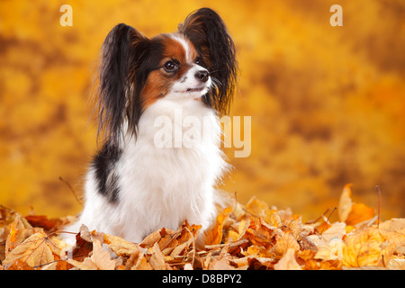 Papillon / Continental Toy Spaniel, Butterfly Dog Foto Stock