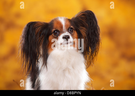 Papillon / Continental Toy Spaniel, Butterfly Dog Foto Stock