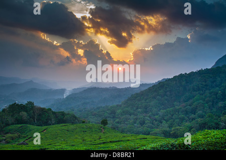 Bellissimo tramonto sul green tea plantation in Munnar Kerala, India Foto Stock