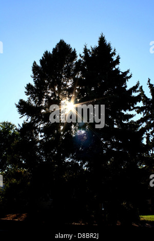 Sole che splende attraverso gli alberi di pino. Foto Stock