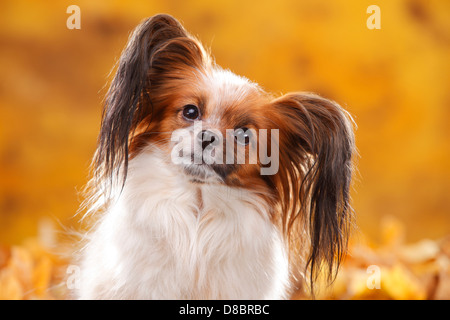 Papillon / Continental Toy Spaniel, Butterfly Dog Foto Stock