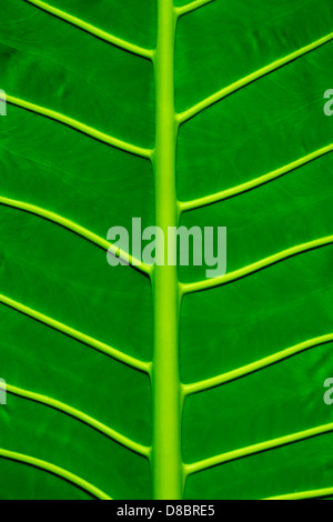 Verde foglia sfondo texture Foto Stock