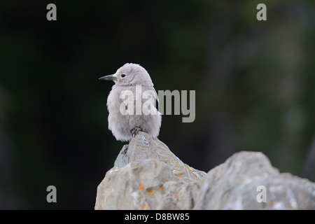 Profilo di un Clark schiaccianoci bird arroccato su una roccia nel Parco Nazionale di Banff, Canada Foto Stock