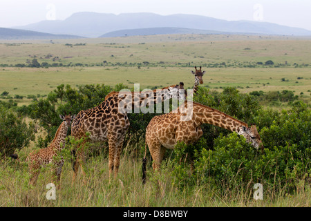 Una mandria di Masai Giraffe browsing. Foto Stock