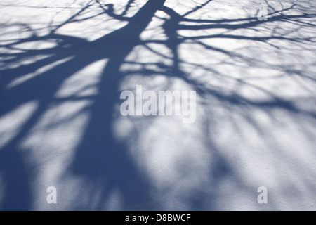 Le ombre dei rami degli alberi sono gettate su una coperta di neve fresca, creando un netto contrasto tra i rami scuri e la neve bianca brillante. Questa tranquilla scena invernale evoca un'atmosfera tranquilla. Foto Stock