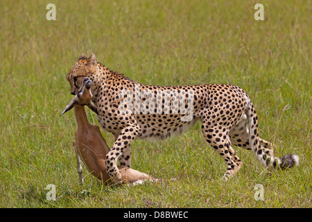 Un ghepardo trascinando via un Grant's gazzella capretta Foto Stock