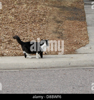 Un gatto smoking che cammina lungo un marciapiede, con il suo caratteristico cappotto di pelliccia bianca e nera visibile. L'immagine cattura il movimento aggraziato del gatto e l'ambientazione urbana, mentre passeggia attraverso un quartiere tranquillo. Foto Stock