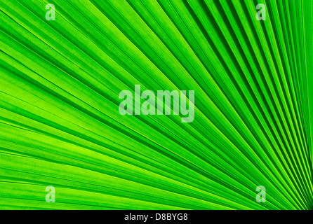 Green palm tree leaf for background Foto Stock