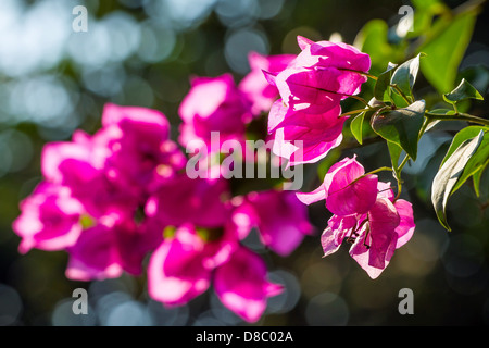 Fiori di colore rosa sulla fioritura di ramo di albero Foto Stock