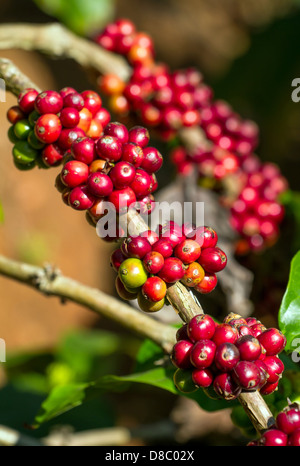 I chicchi di caffè maturazione su un albero Foto Stock