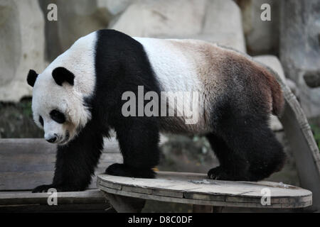 Un panda gigante, raffigurato in lo zoo di Chiang Mai, Thailandia. Foto: Fredrik von Erichsen Foto Stock