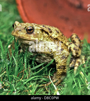 Rospo Rospo comune (Bufo bufo) Uno del giardiniere reale di amici - mangia lumache, insetti larve ecc. Attiva la modalità di ibernazione da ottobre a febbraio. Minacciato da uso di prodotti chimici in giardino e ora si vede meno frequentemente. Foto Stock