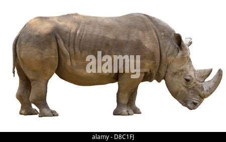 Rhinoceros isolati su sfondo bianco Foto Stock