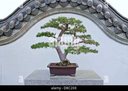 Elegante scozzesi bonzai pin in un giardino cinese, isolato sul tradizionale muraglia cinese Foto Stock