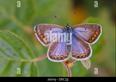 Comune (blu polyommatus icarus), Bassa Sassonia, Bassa Sassonia (Germania) Foto Stock