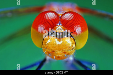 Occhi di un vagabondo Darter (Sympetrum vulgatum) Foto Stock