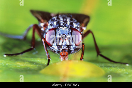 Minor house fly (Fannia canicularis), ritratto Foto Stock