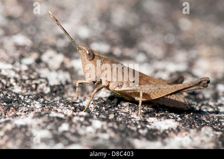Sottile foglia di gomma Grasshopper, close up Foto Stock