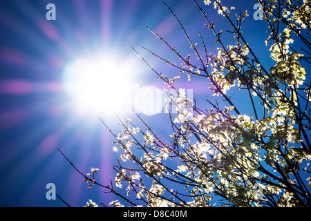 Il sole in un cielo azzurro visto attraverso le foglie giovani di un albero di acero Foto Stock