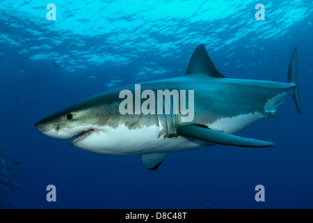 Squalo bianco (Carcharodon carcharias), a Guadalupe, in Messico, ripresa subacquea Foto Stock