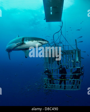 Due grande squalo bianco (Carcharodon carcharias) e i sommozzatori in gabbia, Isola di Guadalupe, in Messico, ripresa subacquea Foto Stock