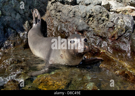 I giovani del nord guarnizione di elefante (Mirounga angustirostris), Isole San Benito, Messico Foto Stock