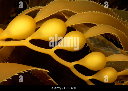 Giant kelp (Macrocystis pyrifera), Isole San Benito, Messico, ripresa subacquea Foto Stock