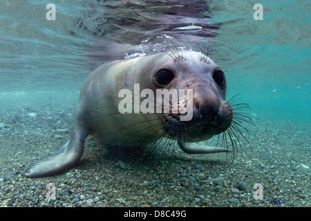 I giovani del nord guarnizione di elefante (Mirounga angustirostris) in acque poco profonde, Islas San Benito, Messico, ripresa subacquea Foto Stock