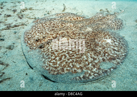 Elettrico in marmo ray (Torpedo marmorata), Morro del Jable Fuerteventura Isole Canarie, ripresa subacquea Foto Stock