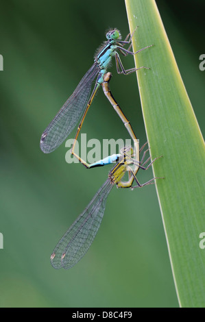 Ruota di accoppiamento del Blu-tailes damselflies (ischnura elegans), goldenstedt, Bassa Sassonia, Germania Foto Stock