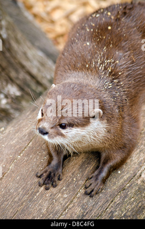 Asian breve artigliato Otter Foto Stock