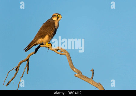 Lanner Falcon (Falco biarmicus) su un ramoscello, Auob, Namibia Foto Stock