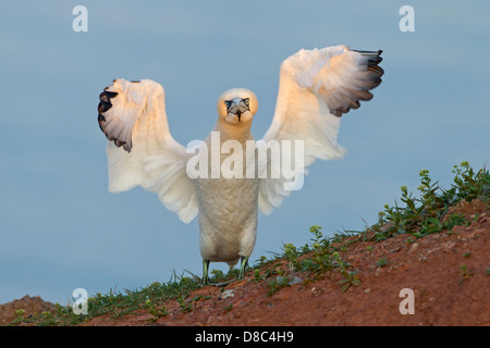 Northern Gannet (Sula bassana), Helgoland, Germania Foto Stock