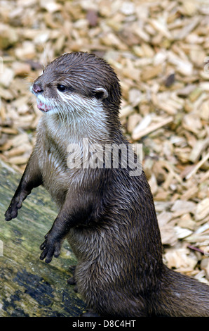 Asian breve artigliato Otter in piedi Foto Stock