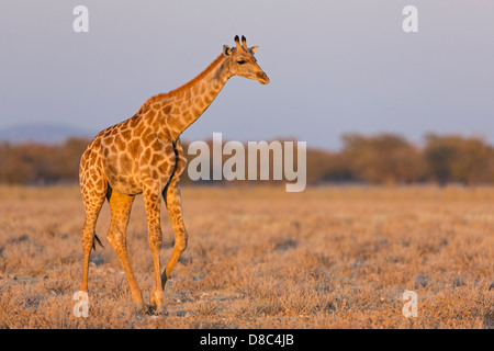 Giraffe (Giraffa camelopardalis), Strada a Okondeka Waterhole, Namibia Foto Stock